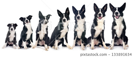 puppies border collie puppies border collie 133891634