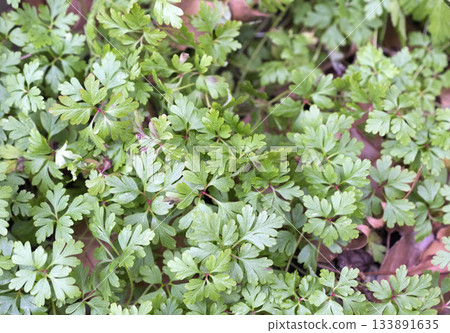 wild Geranium leaf wild Geranium leaf 133891635