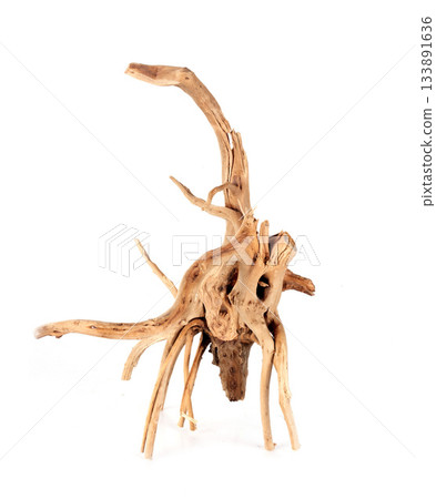 root for aquarium 133891636