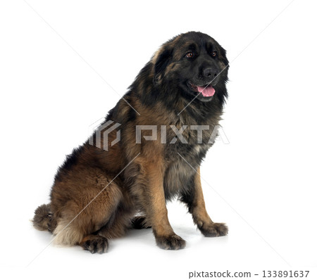 male Leonberger in studio male Leonberger in studio 133891637