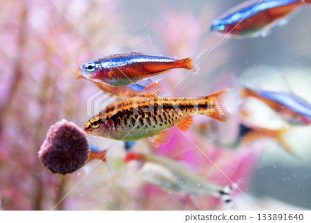cherry barb in aquarium cherry barb in aquarium 133891640