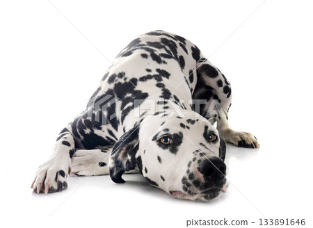 young dalmatian in studio young dalmatian in studio 133891646