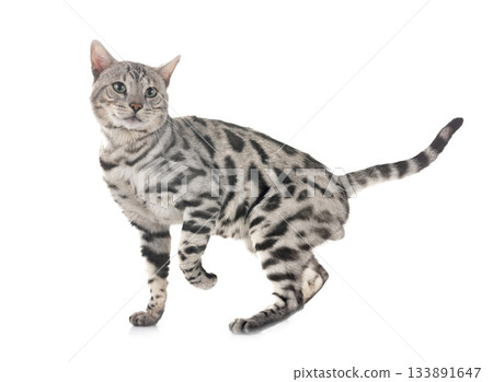 bengal cat in studio 133891647