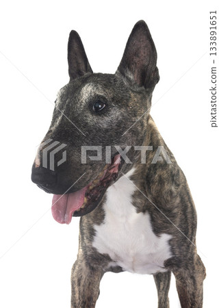 old bull terrier in studio old bull terrier in studio 133891651
