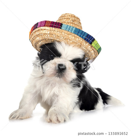 puppy Shih Tzu in studio 133891652