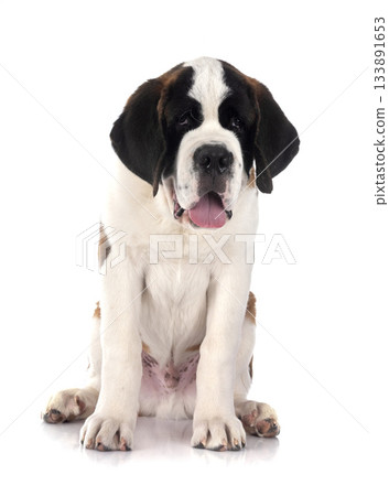 puppy saint bernard in studio 133891653