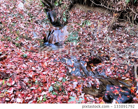 Downstream of Ishibutai, clear stream & gorge, nameless small waterfall: Osaka Prefectural Forest Downstream of Ishibutai, clear stream & gorge, nameless small waterfall: Osaka Prefectural Forest 133891792