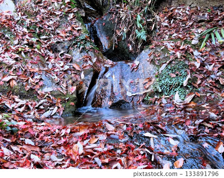 Downstream of Ishibutai, clear stream & gorge, nameless small waterfall: Osaka Prefectural Forest Downstream of Ishibutai, clear stream & gorge, nameless small waterfall: Osaka Prefectural Forest 133891796