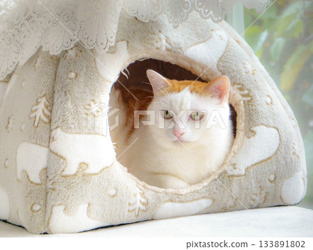Calico cat in a dome house 133891802