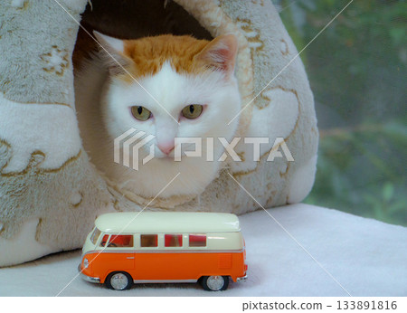 Calico cat and miniature car in a dome house Calico cat and miniature car in a dome house 133891816