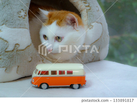 Calico cat and miniature car in a dome house 133891817