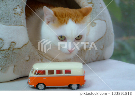 Calico cat and miniature car in a dome house Calico cat and miniature car in a dome house 133891818