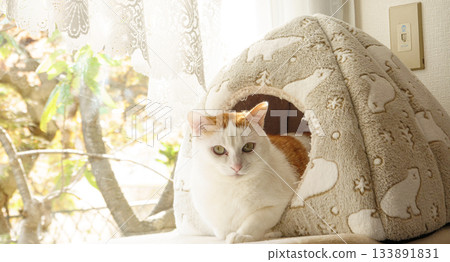 Calico cat in a dome house 133891831
