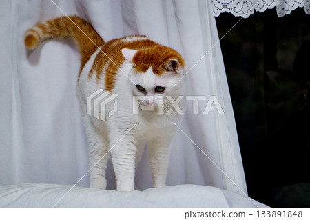 Calico cat walking indoors 133891848