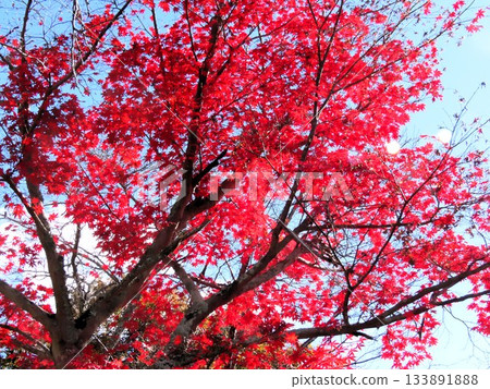 Autumn leaves: maple; hiking trails. Osaka prefectural forest Autumn leaves: maple; hiking trails. Osaka prefectural forest 133891888