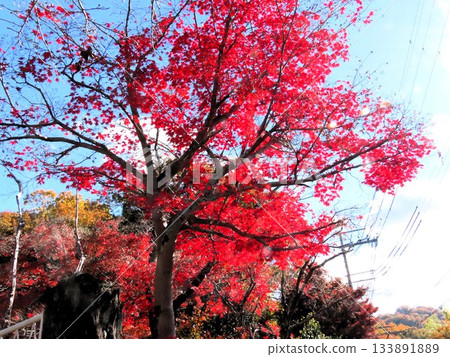 Autumn leaves: maple; hiking trails. Osaka prefectural forest Autumn leaves: maple; hiking trails. Osaka prefectural forest 133891889