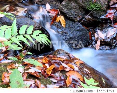 Downstream of Ishibutai, clear stream & gorge, nameless small waterfall: Osaka Prefectural Forest Downstream of Ishibutai, clear stream & gorge, nameless small waterfall: Osaka Prefectural Forest 133891894