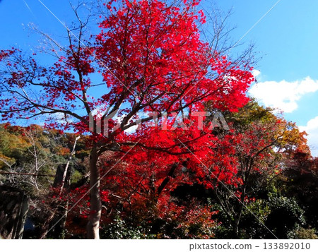 秋葉:楓樹;遠足徑。大阪縣立森林 秋葉:楓樹;遠足徑。大阪縣立森林 133892010