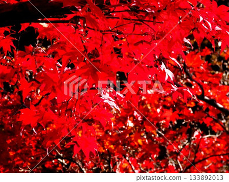 Autumn leaves: maple; hiking trails. Osaka prefectural forest Autumn leaves: maple; hiking trails. Osaka prefectural forest 133892013