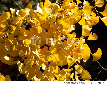 秋葉：銀杏：銀杏；遠足徑。大阪府立森林 133892014