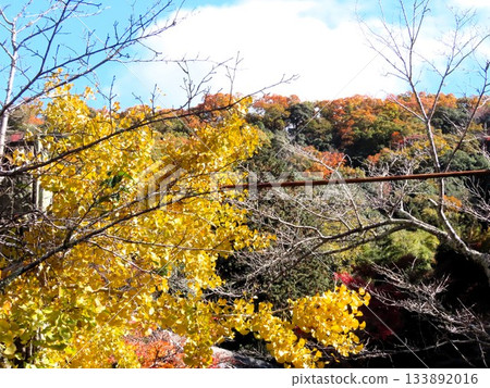 秋葉：銀杏：銀杏；遠足徑。大阪府立森林 133892016
