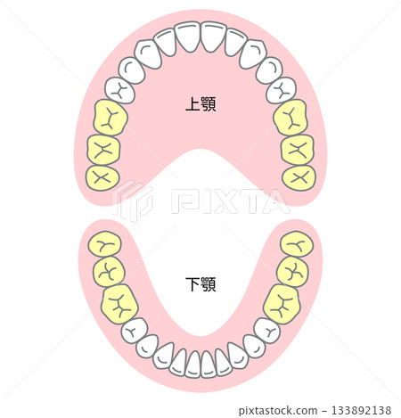 恆牙的名稱及其萌發時間 133892138