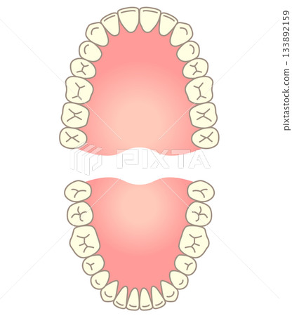 Name of teeth: Dentition Name of teeth: Dentition 133892159