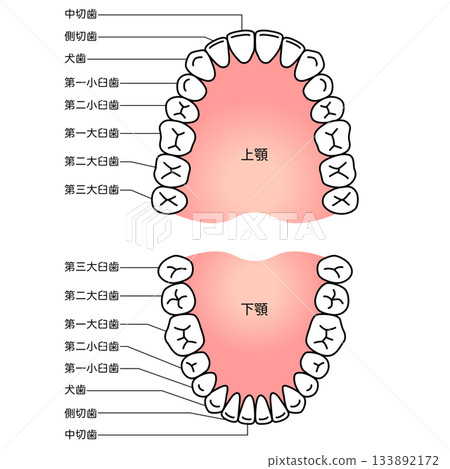 Name of teeth: Dentition Name of teeth: Dentition 133892172