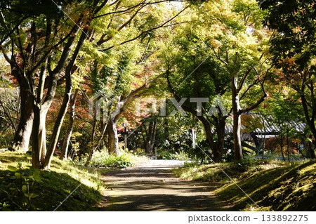 Tunnel of autumn leaves Tunnel of autumn leaves 133892275