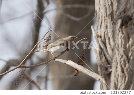 黑喉鶇棲息在樹枝上 黑喉鶇棲息在樹枝上 133892277
