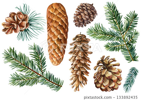 Watercolor pine cones green fir branches realistic forest collection botanical winter illustration natural seasonal decor Watercolor pine cones green fir branches realistic forest collection botanical winter illustration natural seasonal decor 133892435
