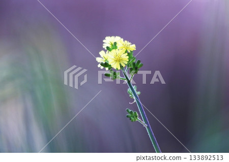 Beautiful background and yellow flowers Beautiful background and yellow flowers 133892513