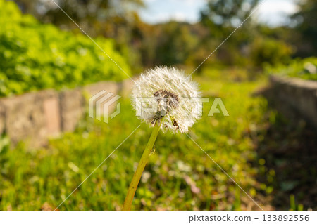 Dandelion blossom stands tall in a sunny garden, showcasing nature's beauty during daytime Dandelion blossom stands tall in a sunny garden, showcasing nature's beauty during daytime 133892556