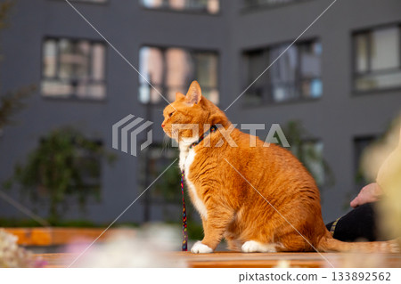 A fat red cat walks in the courtyard of a residential apartment building with its owner. 133892562