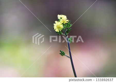 Beautiful background and yellow flowers 133892637