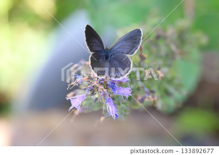 A butterfly sucking nectar from a purple flower of a flower that blooms in the autumn garden A butterfly sucking nectar from a purple flower of a flower that blooms in the autumn garden 133892677
