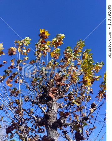 Winter plane trees with dead leaves and blue sky 133892689