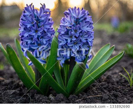 Brightly colored hyacinths Brightly colored hyacinths 133892690