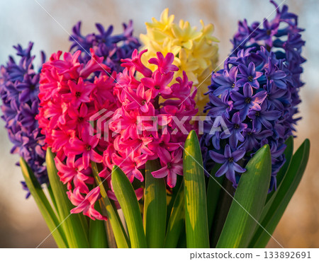 Brightly colored hyacinths 133892691