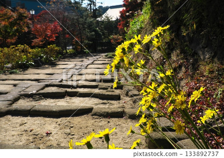 鎌倉的秋天：建長寺石階旁，黃色的日本蜂斗菜盛開。 133892737