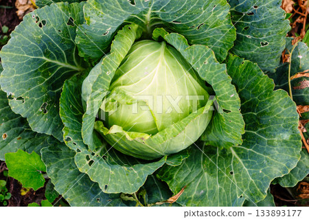 Fresh organic green cabbage growing in the garden with large textured leaves Fresh organic green cabbage growing in the garden with large textured leaves 133893177