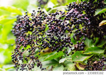 Abundant Harvest of Ripe Dark Elderberries Growing Wild on a Tree in Summer 133893182
