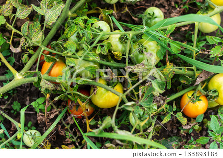 Ripe and Unripe Tomatoes Growing Organically on Vine in a Garden Field Ripe and Unripe Tomatoes Growing Organically on Vine in a Garden Field 133893183