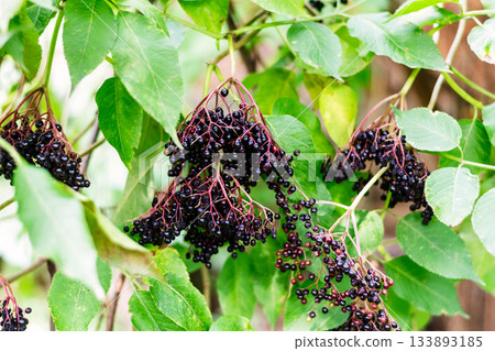 Organic Dark Elderberries Ready for Autumn Harvest, Immune System Support 133893185