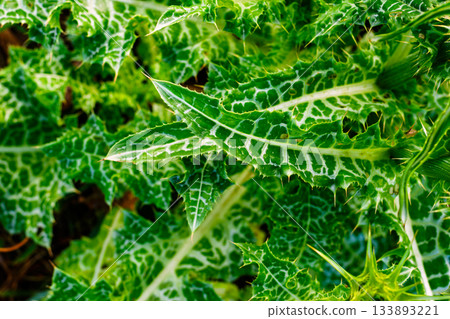 Vibrant Green and White Variegated Leaves of Milk Thistle Plant Close-up Vibrant Green and White Variegated Leaves of Milk Thistle Plant Close-up 133893221