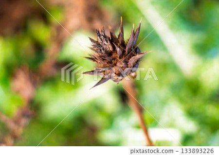 Dry spiky plant seed head close-up against soft green blurred background Dry spiky plant seed head close-up against soft green blurred background 133893226