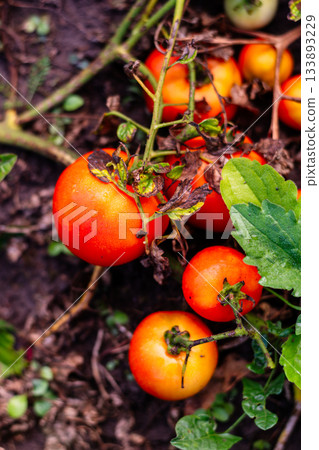 Cluster of ripe orange and red tomatoes growing on the vine near soil Cluster of ripe orange and red tomatoes growing on the vine near soil 133893229