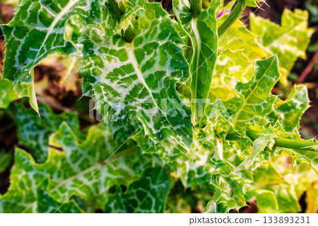 Milk Thistle plant leaves with striking white veins in bright sun. Milk Thistle plant leaves with striking white veins in bright sun. 133893231