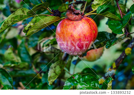 Vibrant wet red apple on a tree branch after a refreshing rain shower. Vibrant wet red apple on a tree branch after a refreshing rain shower. 133893232