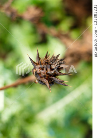 Dry spiky thistle seed head captured in detailed natural macro view Dry spiky thistle seed head captured in detailed natural macro view 133893233